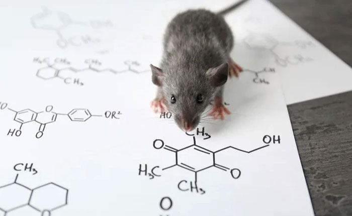 Liệu con người có thể diệt trừ hoàn toàn loài chuột không?