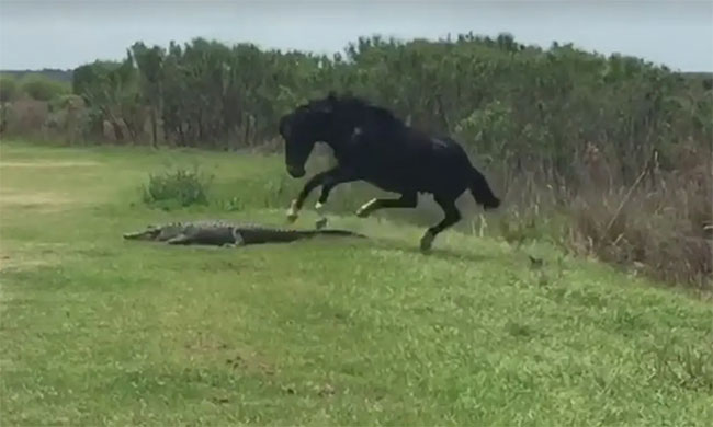 Liều lĩnh tấn công cá sấu, ngựa hoang suýt trả giá bằng tính mạng