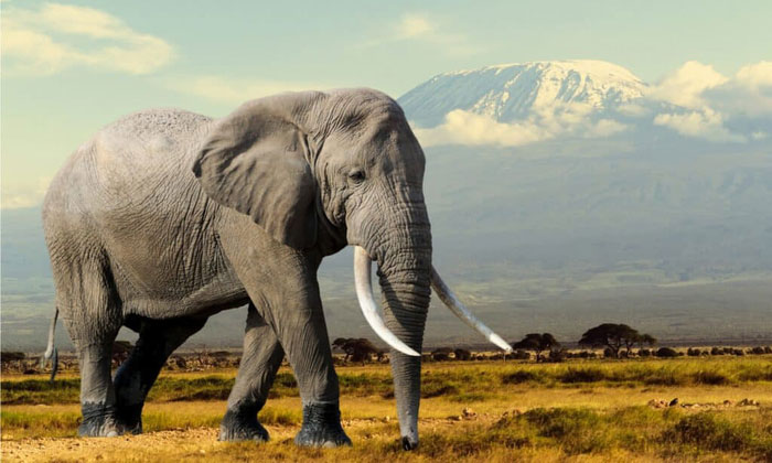 Liệu rắn hổ mang chúa có thể cắn chết được voi châu Phi?