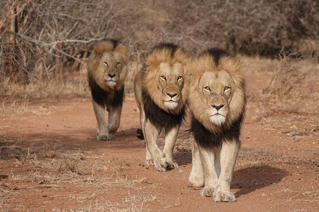 Liệu sư tử đực có còn nhận ra cha mẹ mình sau nhiều năm lang thang xa đàn?