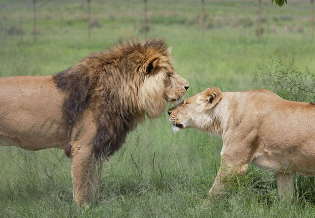 Liệu sư tử đực có còn nhận ra cha mẹ mình sau nhiều năm lang thang xa đàn?