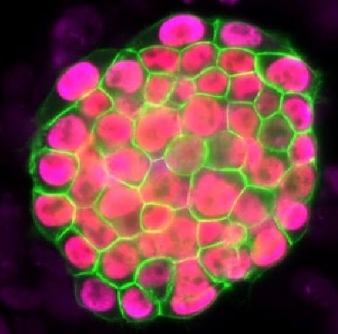 Liệu tế bào da có thể biến thành trứng và tinh trùng?