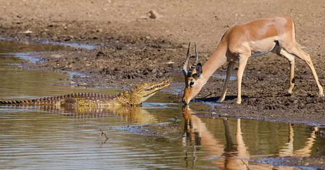 Linh dương Impala chết thảm trước ‘sát thủ đầm lầy’ vì… sừng quá dài