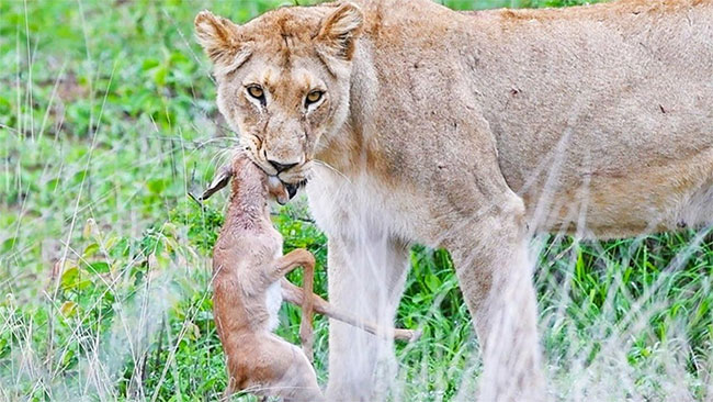 Linh dương impala vùng vẫy giành giật sự sống trong nanh sư tử