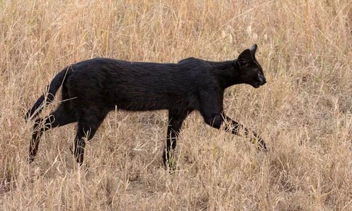 Linh miêu đen quý hiếm xuất hiện trên đồng cỏ châu Phi