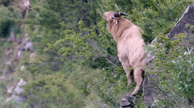 Linh ngưu: Loài vật mang thân hình của bò tót, trông thì có vẻ hiền lành nhưng lại dữ tợn hơn hổ báo