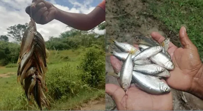 Lluvia de Peces - Trận mưa cá bí ẩn chưa lời đáp ở Honduras