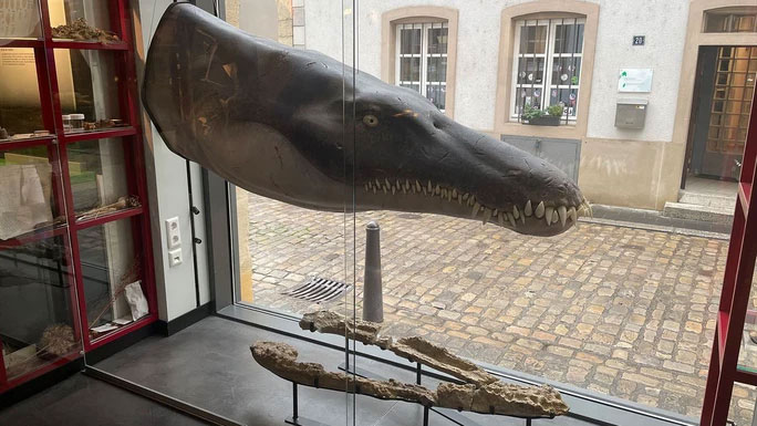 Lộ diện chúa tể đại dương kỷ Jura có thân hình dài 6m