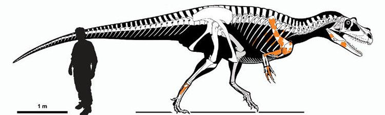Lộ diện loài khủng long ăn thịt cổ xưa nhất từng tồn tại, dài 7,5m và nặng 1 tấn