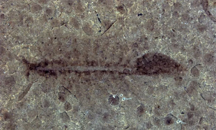 Lộ diện loài tôm sinh sản vô tính 100 triệu năm tuổi