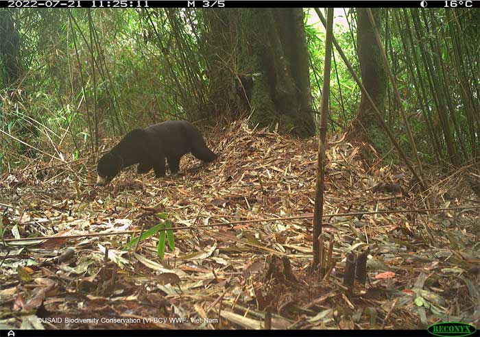 Lộ diện những loài vật bí ẩn trong rừng sâu Việt Nam