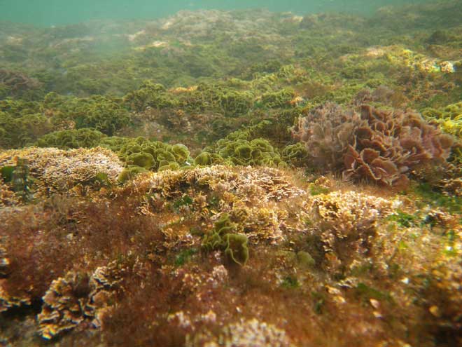 Lò phản ứng sinh học làm từ tảo có thể biến đổi carbon tốt tương đương 4.000m2 rừng