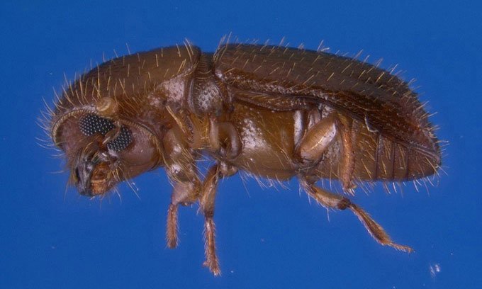 Loài bọ cánh cứng kỳ lạ biết làm nông nghiệp