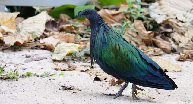 Loài bồ câu có một không hai xuất hiện tại Vườn Quốc gia Côn Đảo