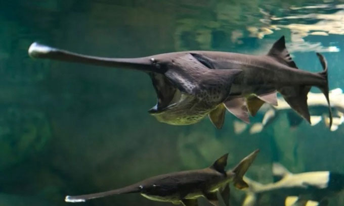 Loài cá 200 triệu năm tuổi của Trung Quốc chính thức bị tuyệt chủng