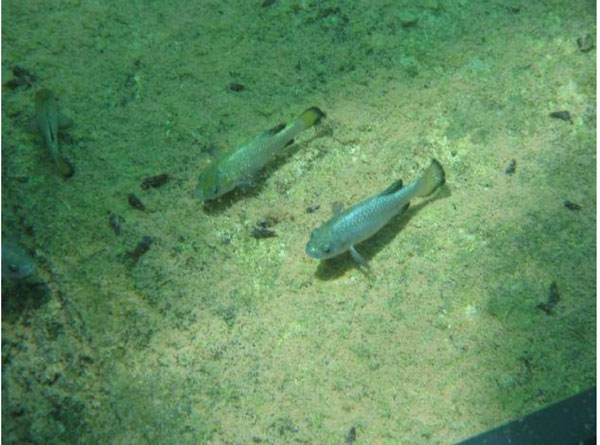Loài cá 'bí ẩn': Có lúc còn 37 con, sống ở Hố Quỷ, chi phí bảo tồn lên tới hơn 90 tỷ đồng
