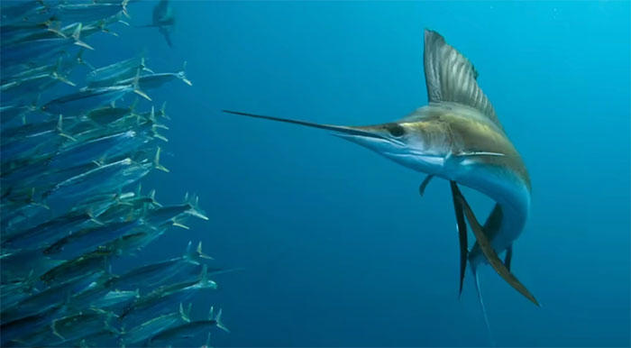 Loài cá bơi nhanh nhất đại dương: Sánh ngang vua tốc độ của thảo nguyên