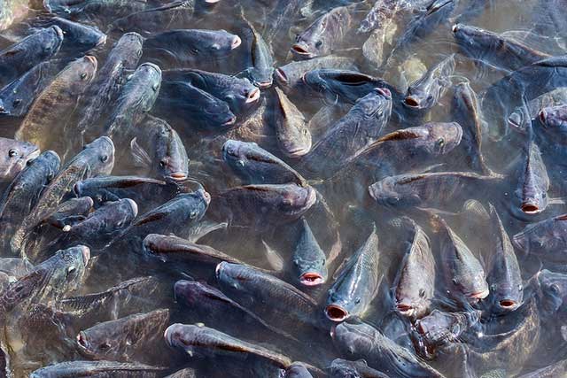 Loài cá đầy ở châu Á đóng băng 2 năm vẫn sống, đi bộ trên cạn khiến nước Mỹ bật báo động