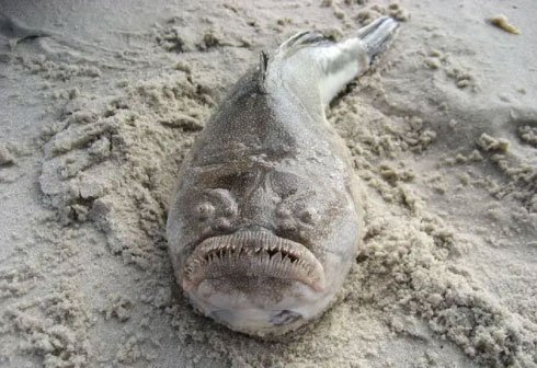 Loài cá kinh dị có răng như người nằm chình ình trên bờ biển Australia