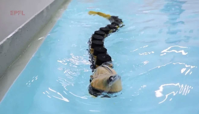 Loài cá ký sinh có bộ răng đáng sợ này đã truyền cảm hứng để chế tạo robot