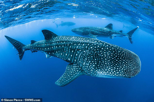 Loài cá lớn nhất hành tinh đối diện nguy cơ tuyệt chủng vì tai nạn giao thông