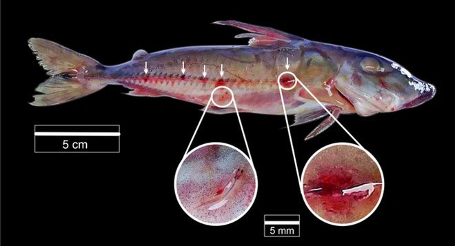 Loài cá ma cà rồng ám ảnh sông Amazon, không chỉ hút máu mà còn dùng vật chủ làm phương tiện di chuyển