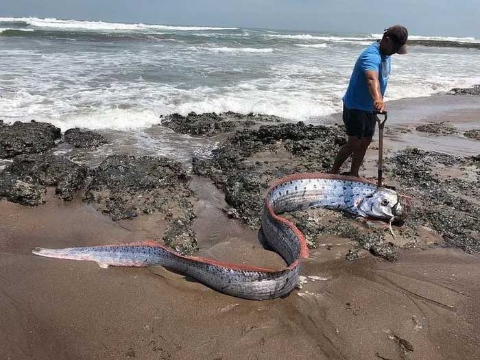 Loài cá mang điềm xấu được tìm thấy ở vùng biển Mexico