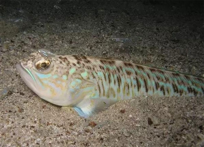 Loài cá nhỏ mà có võ, sở hữu nọc độc bậc nhất vùng biển ở Anh