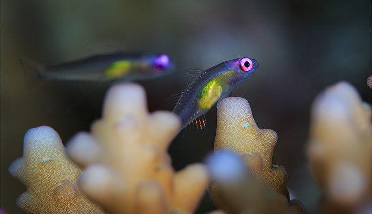 Loài cá nhỏ nhất thế giới cứu những dải san hô