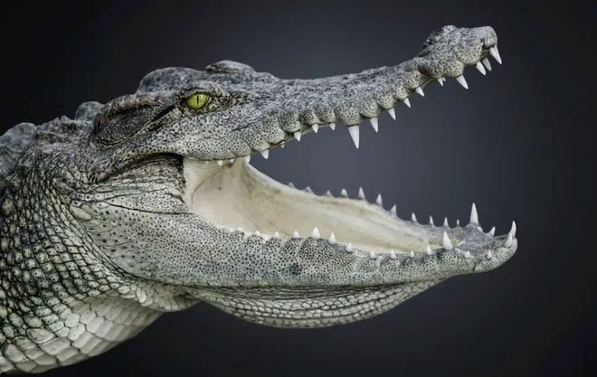 Loài cá sấu hiện đại vẫn có ngoại hình y hệt tổ tiên của chúng cách đây 200 triệu năm trước?