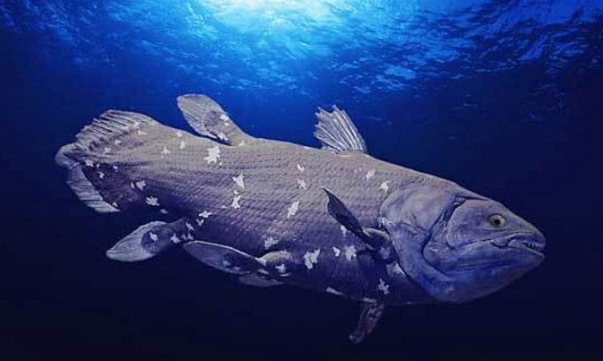 Loài cá sống thọ một thế kỷ mang thai ít nhất 5 năm