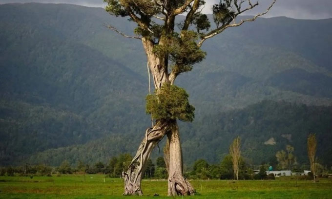 Loại cây biết đi hàng trăm năm tuổi kỳ lạ ở New Zealand