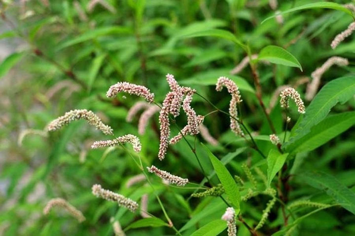 Loại cây cay hơn cả ớt, tưởng cỏ dại nào ngờ vừa ủ được rượu lại vừa làm thuốc