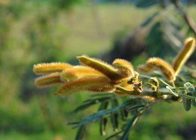 Loài cây có độc gây chết người mọc nhiều ở Việt Nam