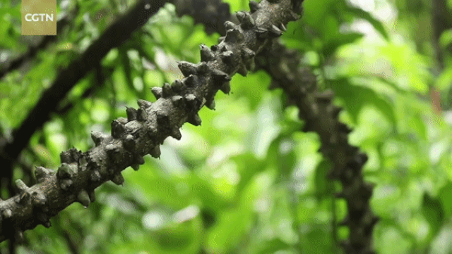 Loài cây hình rồng bay trong rừng rậm với nhiều dây leo phủ gai nhọn hoắt