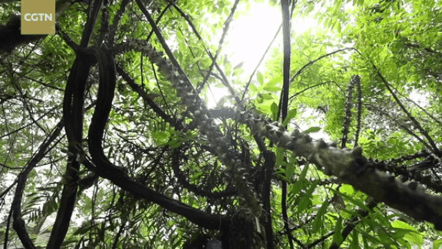 Loài cây hình rồng bay trong rừng rậm với nhiều dây leo phủ gai nhọn hoắt
