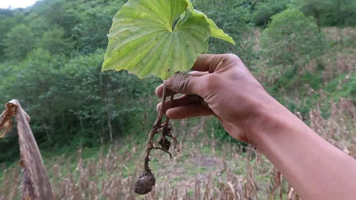 Loài cây kỳ lạ chỉ có duy nhất một chiếc lá ở Việt Nam