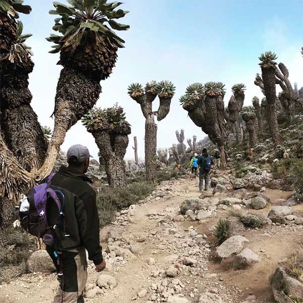 Loại cây kỳ lạ lai dứa và xương rồng trên ngọn núi cao nhất châu Phi