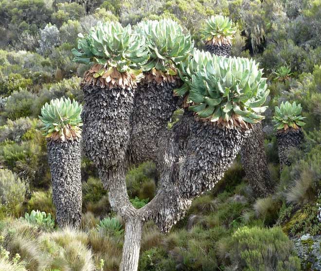 Loại cây kỳ lạ lai dứa và xương rồng trên ngọn núi cao nhất châu Phi