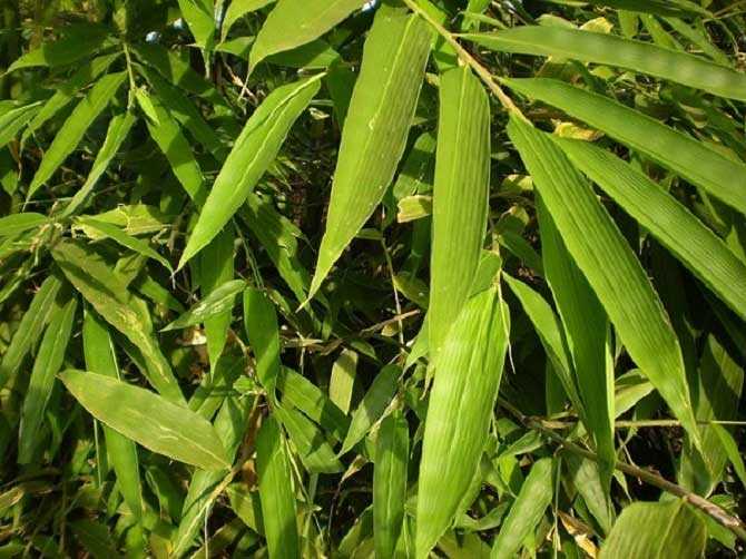Loại cây là biểu tượng văn hóa Việt có công dụng chữa bệnh thay đổi thời tiết vô cùng hiệu quả