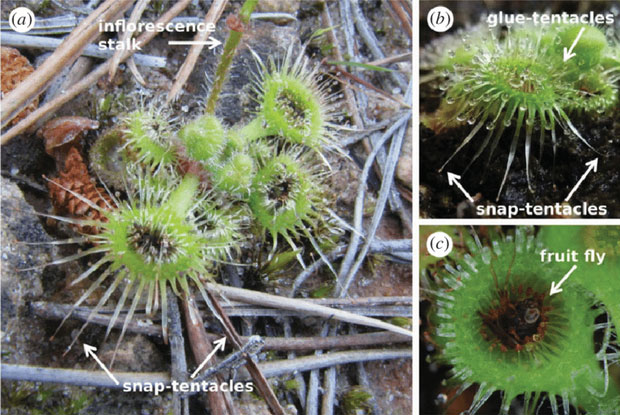 Loài cây săn mồi có cơ chế đặt bẫy hoàn hảo nhất: Tua siêu dài, cuốn thẳng mồi miệng đầy acid