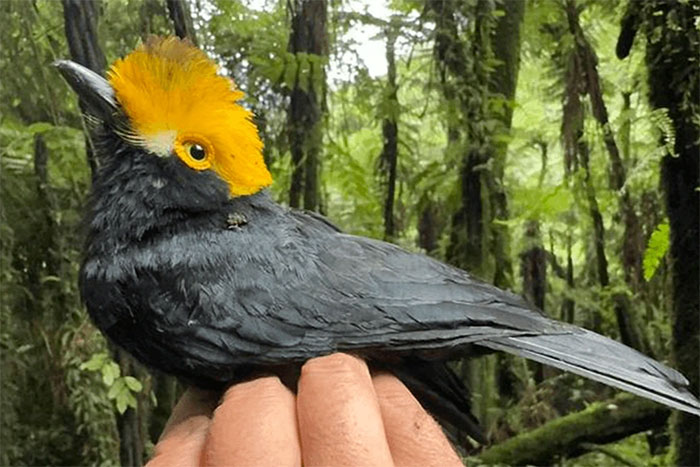 Loài chim biến mất gần 20 năm trước bất ngờ xuất hiện trở lại