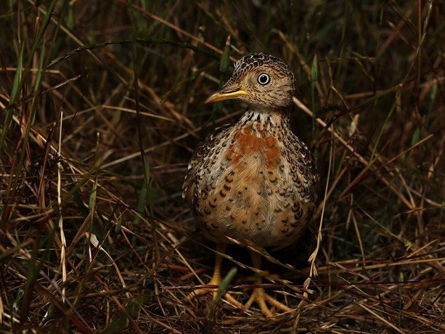 Loài chim cổ xưa bí ẩn thoát nguy cơ tuyệt chủng ở Australia