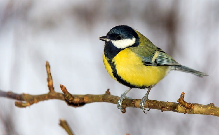 Loài chim dễ thương này đã trở thành một tên sát thủ điên loạn chỉ vì biến đổi khí hậu