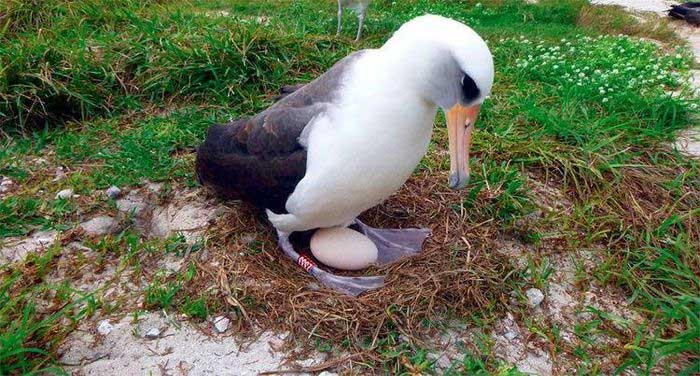 Loài chim hải âu già nhất thế giới vẫn... đẻ trứng ở tuổi 70