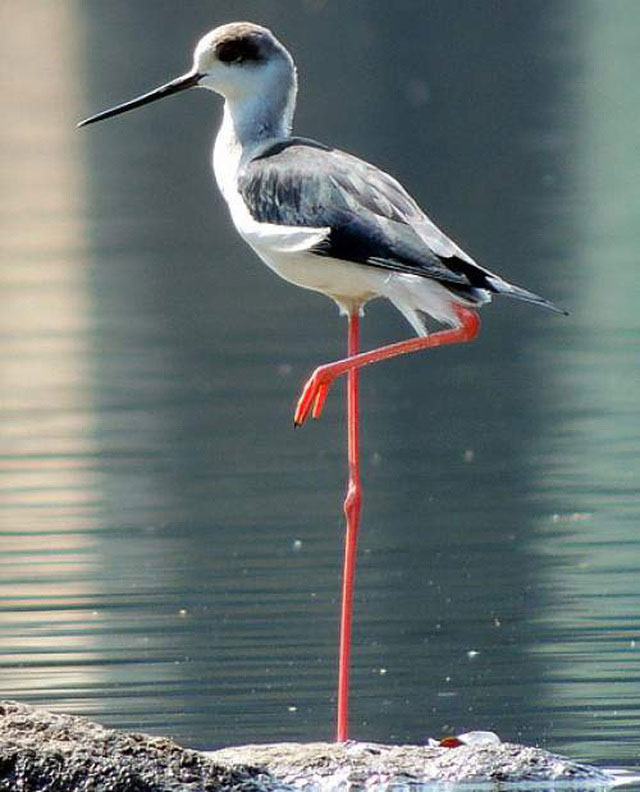 Loài chim kỳ lạ có đôi chân dài như siêu mẫu