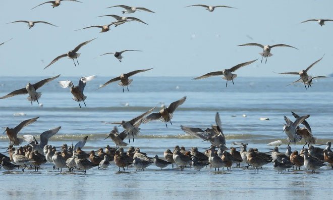 Loài chim lập kỷ lục bay liên tục hơn 12.000km