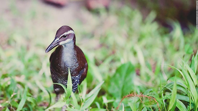 Loài chim quý đảo Guam quay lại sau 40 năm tuyệt chủng