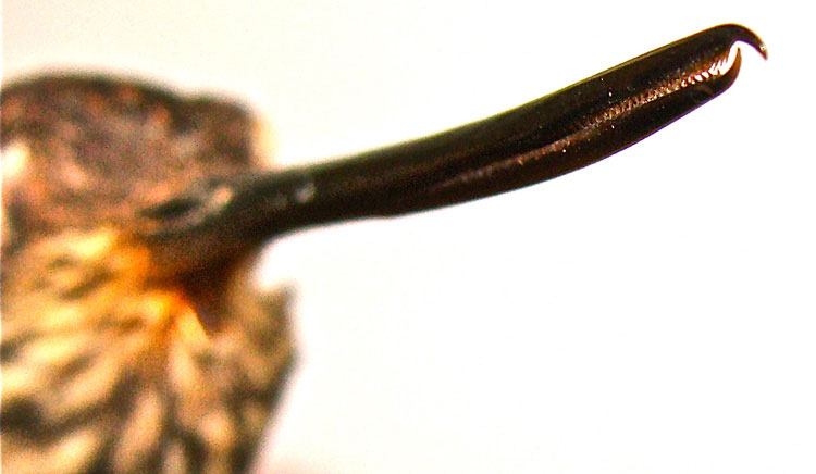 Loài chim ruồi hiện vẫn đang tiến hóa có răng trong… mỏ