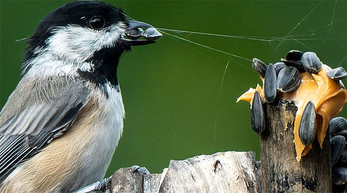 Loài chim sử dụng mã vạch để tìm nơi giấu thức ăn